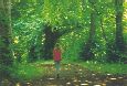 Fairly path1